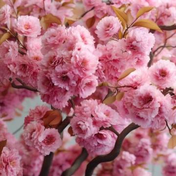 滎陽(yáng)豐樂櫻花園賞花指南:免門票詳情及游玩攻略