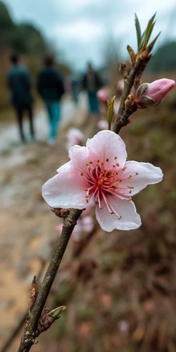 逃離都市喧囂：探尋杭州西溪濕地里的隱世桃源——十里芳菲度假村