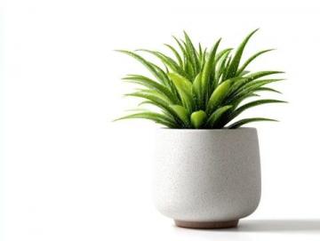 室內(nèi)綠植養(yǎng)護攻略:揭秘滴水觀音的五大護理技巧