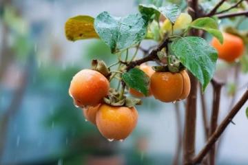廣西大學生李帥入贅桂林，種植甜脆柿子，日賺500多元