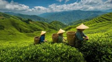 常喝的茶葉有哪些？綠茶中的春日鮮爽代表：西湖龍井與黃山毛峰