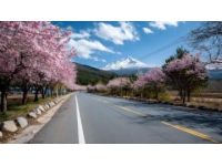 貴定金海雪山花開如畫。