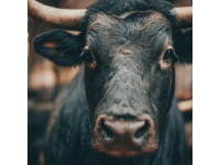 2025年驢肉價(jià)格飆升，驢肉火燒比奶茶還貴！背后真相揭秘