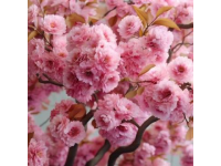 滎陽(yáng)豐樂櫻花園賞花指南：免門票詳情及游玩攻略