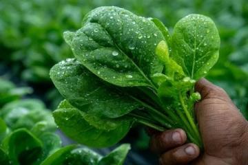 科學施肥,享受綠色種植,提升蔬菜品質