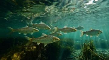 麗水：水質優良的溪魚天堂，華東野生魚類基因庫