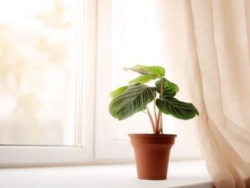 室內(nèi)綠植養(yǎng)護攻略:揭秘滴水觀音的五大護理技巧