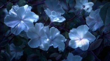 暗香滿天,夜色更深