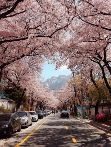 2025年必去的五大春季旅行勝地,跟隨榜單開啟新體驗