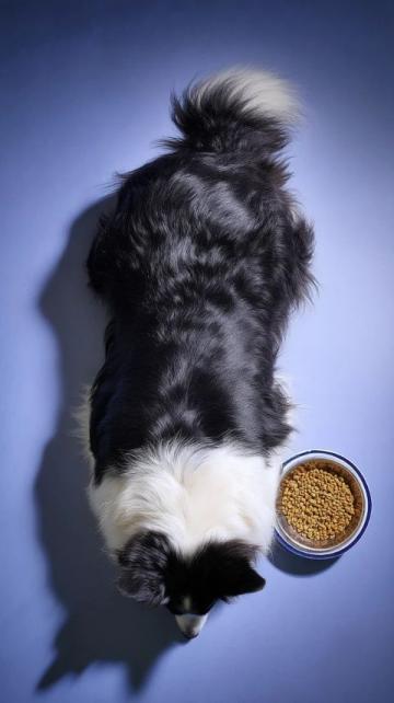 寵物養護專家徐藝桓:狗狗腎臟保健美食推薦