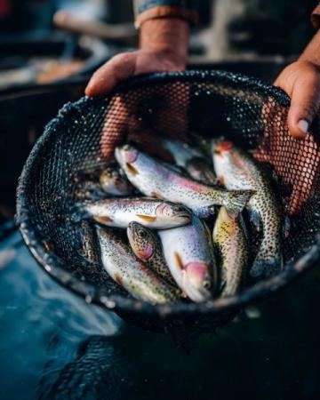 麗水：水質優良的溪魚天堂，華東野生魚類基因庫