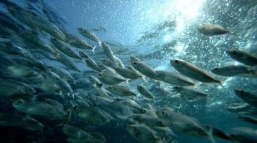 野生黃翅魚:近海經濟價值高,蔡瀾稱其為“世界最美味