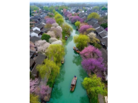 心馳神往！廣西橫州茉莉花之旅不容錯過