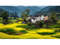 皖南春節之旅，體驗非凡韻味年節