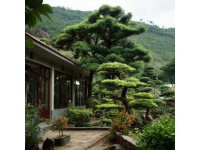 到高密城郊雙羊鎮(zhèn)云來山莊，品農(nóng)家樂的野味盛宴