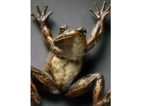 如何烹飪出細嫩美味的牛蛙？家常做法大公開！