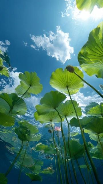 廣東老板創新魚塘經營策略:從單一產品到多樣化服務的成功轉型