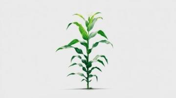如何種植甘蔗:甘蔗種植基礎知識