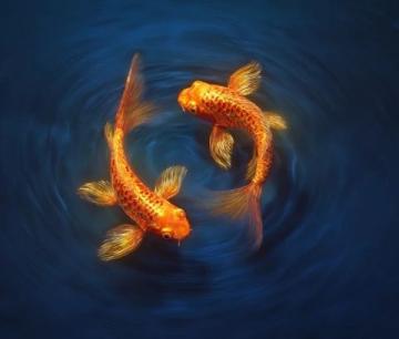 精心養育:掌握過背金龍魚養護知識