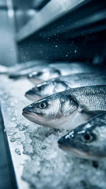 三點必知！養殖青魚的水深度、密度和水環境管理秘籍