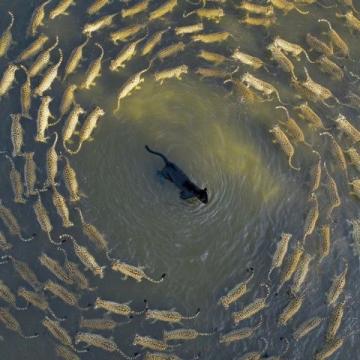 阜陽河道刀魚泛濫村民狂撈背后是生態改善信號?