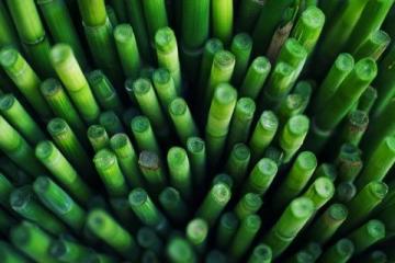 如何種植甘蔗:甘蔗種植基礎知識