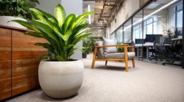 室內(nèi)綠植養(yǎng)護攻略:揭秘滴水觀音的五大護理技巧