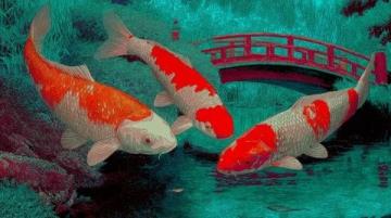 精心養育:掌握過背金龍魚養護知識