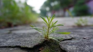 揭秘夏日熱土|潁州盛夏記:花鼓燈節(jié)、智能稻田與公益助學新篇章
