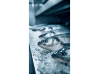 三點必知！養殖青魚的水深度、密度和水環境管理秘籍
