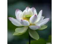 百科冷知識：蓮藕種植方法詳解