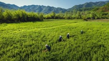 重返江蘇興化安豐鎮(zhèn),體驗非凡的700公里早茶之旅