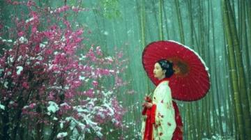 西湖C位梅花季:孤山探梅之旅(2.22-3.5)