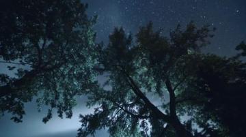 暗香滿天,夜色更深