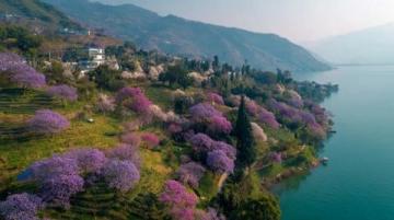 西湖C位梅花季:孤山探梅之旅(2.22-3.5)