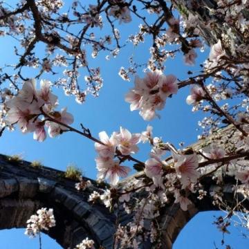 滎陽(yáng)豐樂櫻花園賞花指南:免門票詳情及游玩攻略