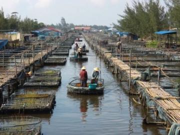 汕頭南澳島特色海鮮:新鮮肥美魷魚(yú)的捕撈與美味吃法推薦