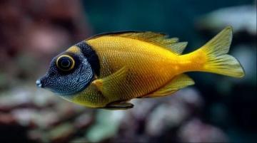 野生黃翅魚:近海經濟價值高,蔡瀾稱其為“世界最美味