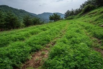 樊俊的高山農場:從藥材種植到生態養殖的致富之路