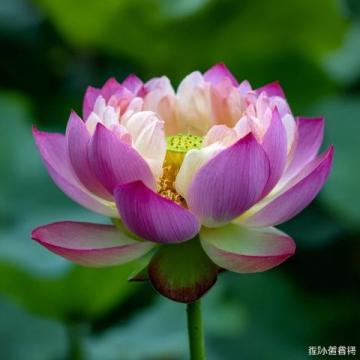 心馳神往!廣西橫州茉莉花之旅不容錯過