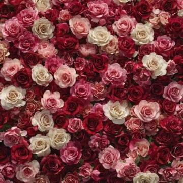 美倫堡薔薇花墻全攻略:避開(kāi)人群，觸手可及的五顏六色花朵