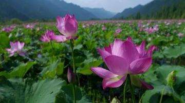 江蘇無錫九龍灣花星球：四季花開的花卉休閑勝地