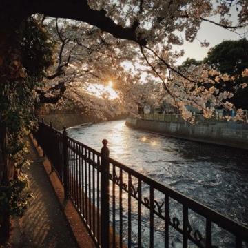 滎陽(yáng)豐樂櫻花園賞花指南:免門票詳情及游玩攻略