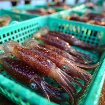 野生黃翅魚:近海經濟價值高,蔡瀾稱其為“世界最美味