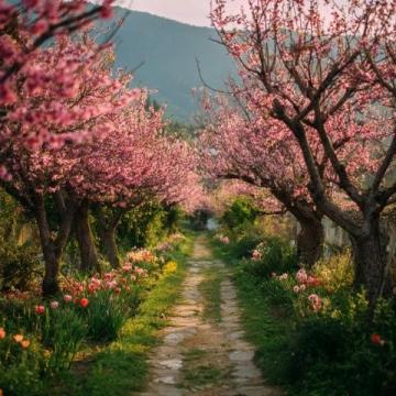 滎陽(yáng)豐樂櫻花園賞花指南:免門票詳情及游玩攻略