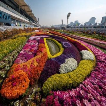江蘇無錫九龍灣花星球：四季花開的花卉休閑勝地