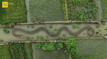 阜陽河道刀魚泛濫村民狂撈背后是生態改善信號?
