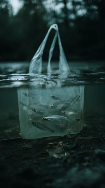 三點必知！養殖青魚的水深度、密度和水環境管理秘籍
