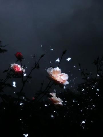 暗香滿天,夜色更深