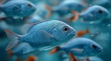三點必知！養殖青魚的水深度、密度和水環境管理秘籍